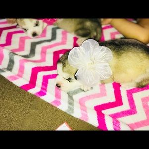 Meet your Posher, Paulina